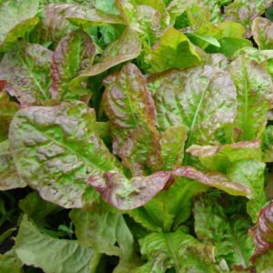 Laitue Frisée d'Amérique