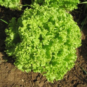 Laitue Frisée Lollo Blonde