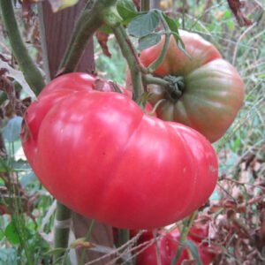 Tomate Beefsteak Rose de Barbasto