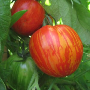 Tomate Pomme de Sibérie