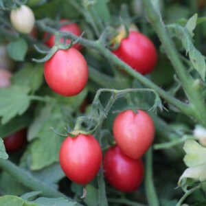 Tomate Cerise de Podlaki