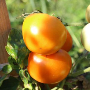Tomate Pinguan 7