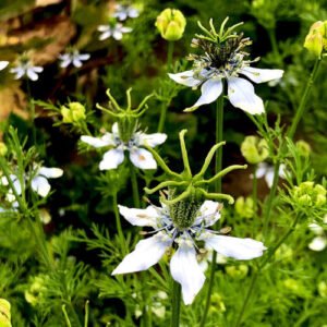 Nigelle Cultivée
