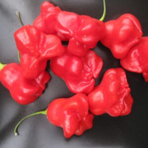 Piment Bonnet d'Evêque