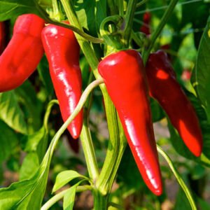 Piment d'Espelette (Gorria)