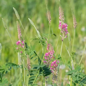 Sainfoin