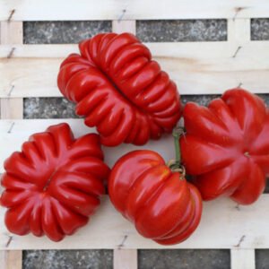 Tomate Costoluto Genovese
