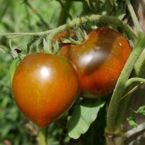 Tomate Southern Night