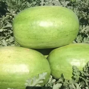Gigérine Pastèque à Confiture