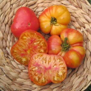 Tomate Northern Light Orange