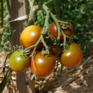 Tomate Nyagus