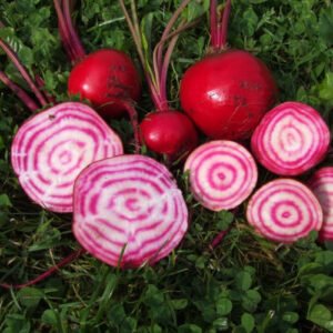 Betterave rouge Tondo di Chioggia