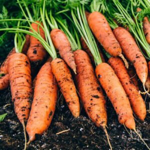 Carotte Nantaise
