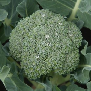 Chou Brocoli Calinaro