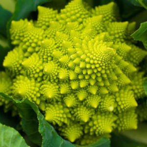 Chou Romanesco