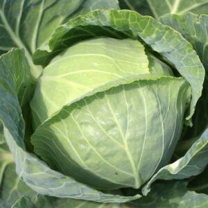 Chou blanc précoce