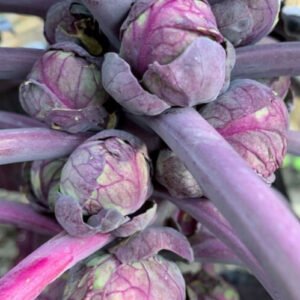 Chou de Bruxelles Rubine