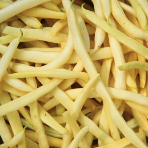 Haricot nain jaune Helios