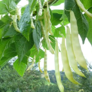 Haricot à rame Oncle Christian