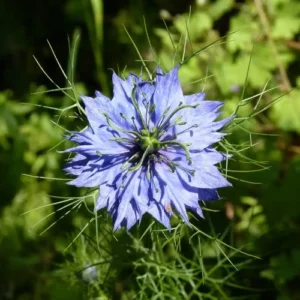 Nigelle de Damas