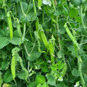 Pois Mangetout Ambrosia