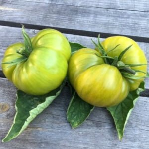 Tomate Ananas Verte