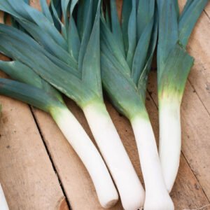 Poireau Bleu d’Hiver