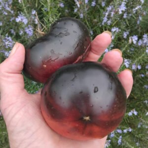 Tomate Chestnut Chocolate