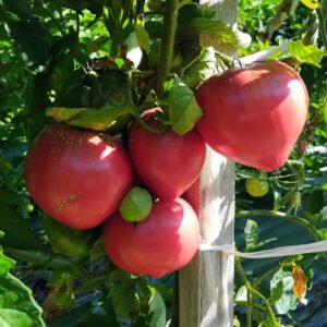 Tomate Cœur de Bœuf Achilles