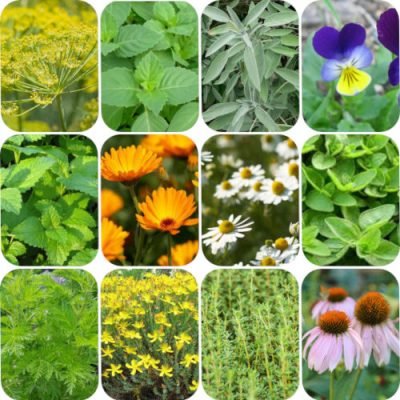 12-plantes-médicinales 12-plantes-médicinales