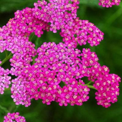 Achillée Millefeuille Cerise Queen Achillée Millefeuille Cerise Queen
