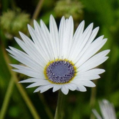 Arctotis Venusta Arctotis Venusta