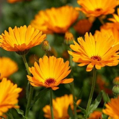 Calendula Calenula