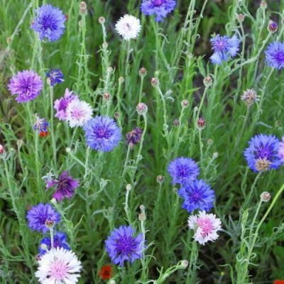 Centaurée en mélange Centaurée en mélange