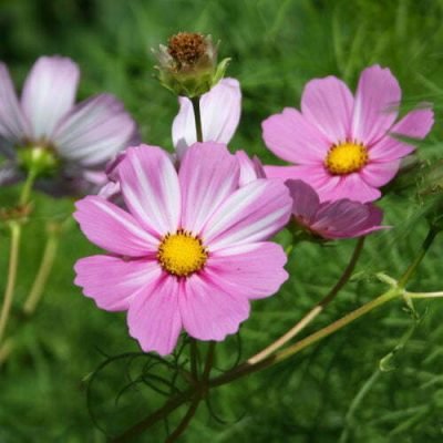 Cosmos Sensation en mélange Cosmos Sensation en mélange