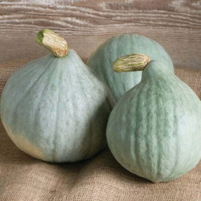 Courge Blue Hubbard Courge Blue Hubbard