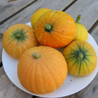 Courge Golden Nugget Courge Golden Nugget