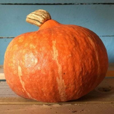 Courge Potimarron Red Kuri Fictor Courge Potimarron Red Kuri Fictor