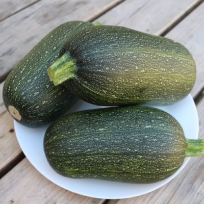 Courgette d’Arenborn Courgette d'Arenborn