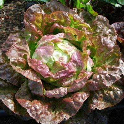 Laitue Romaine Red Butter