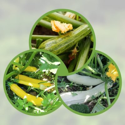 Mélange-courgettes2 Mélange-courgettes2