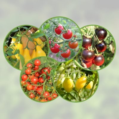 Mélange-tomates-cerises2 Mélange-tomates-cerises2