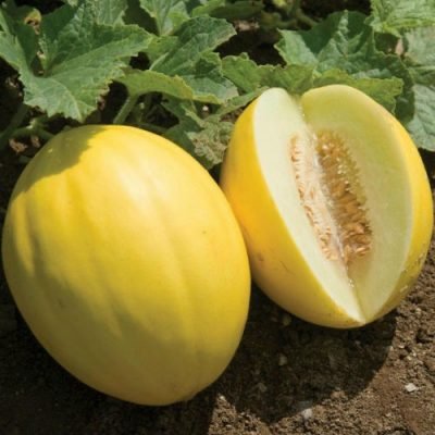 Melon Jaune de Canari Melon Jaune de Canari