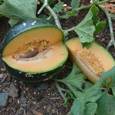 Melon Noir des Carmes Melon Noir des Carmes