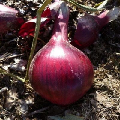Oignon Rouge Robelja Oignon Rouge Robelja