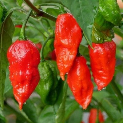 Piment Végétarien Piment Végétarien