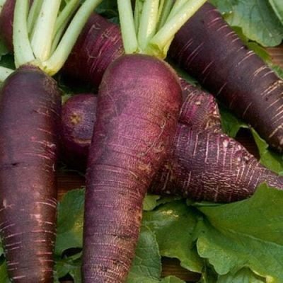 Radis Violet Gournay Radis Violet Gournay