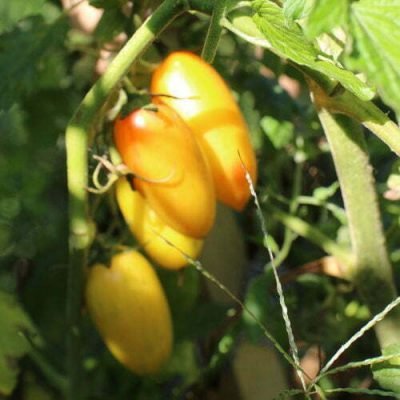 Tomate Blush Tomate Blush