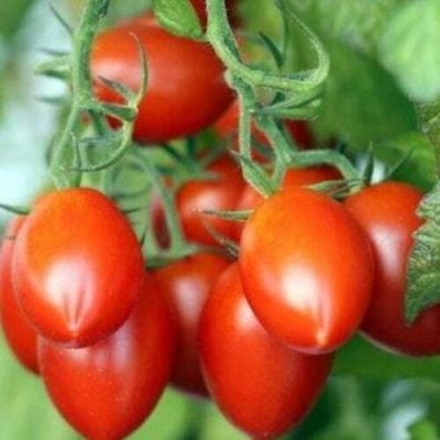 Tomate Cerise Brin de Muguet Tomate Cerise Brin de Muguet