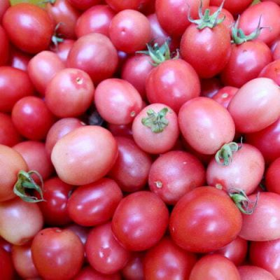 Tomate Cerise Pearly Pink